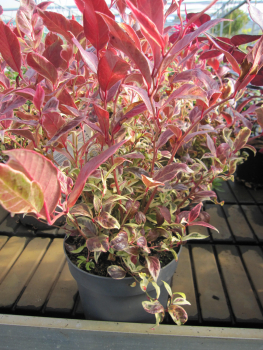 Traubenheide Firestar - Leucothoe Firestar - immergrüne Blütensträucher - Traubenmyrten - Lorbeerkrüglein